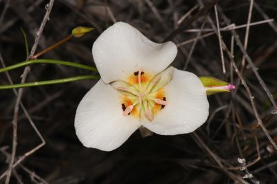 Calochortus dunnii, photographed by Trevor Van Loon