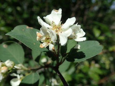 Amelanchier utahensis, photographed by joergmlpts