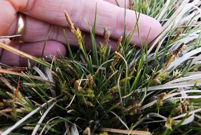 Carex umbellata, photographed by Lori Schuster