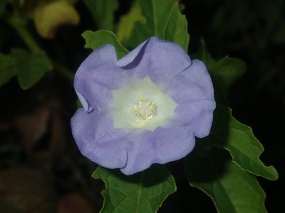 Nicandra physalodes, photographed by Thomas Mesaglio