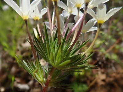 Leptosiphon androsaceus, photographed by joergmlpts