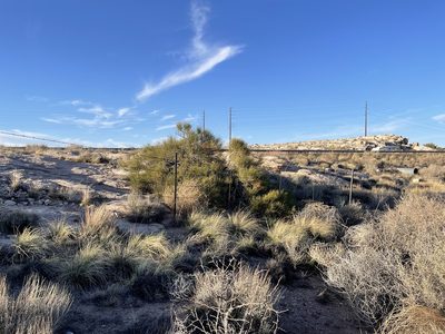 Ephedra viridis, photographed by CK2AZ
