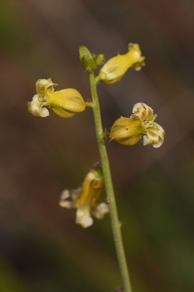 Streptanthus simulans, photographed by Trevor Van Loon