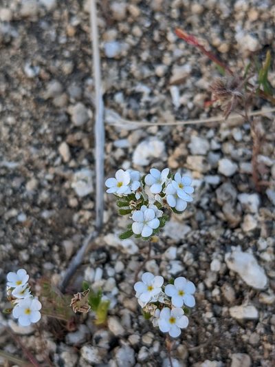 Eremocarya lepida, photographed by Trevor Van Loon