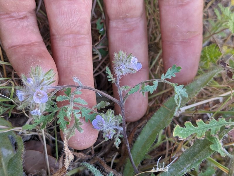 Phacelia cryptantha, photographed by Trevor Van Loon