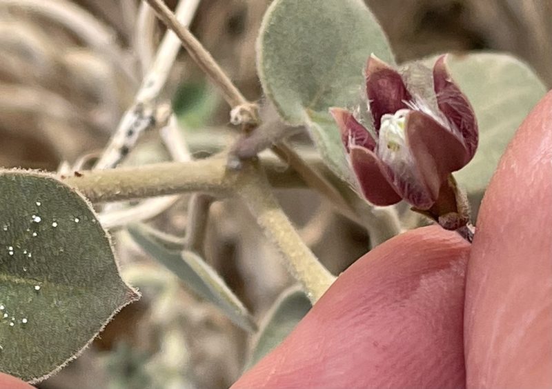 Pergularia tomentosa, photographed by Henrik Kibak