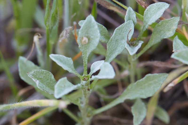 Hesperevax sparsiflora, photographed by Ken-ichi Ueda