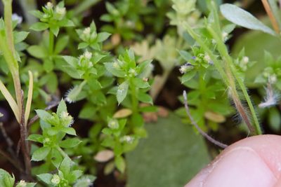 Galium murale, photographed by Ken-ichi Ueda