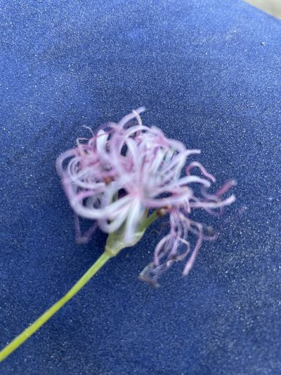 Nerine gaberonensis, photographed by Sean Privett
