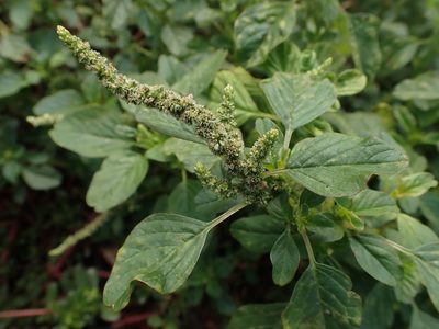 Amaranthus blitum, photographed by Saryu Mae 前 朝琉