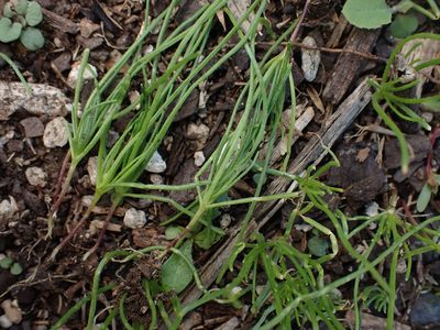 Spergula arvensis, photographed by Saryu Mae 前 朝琉