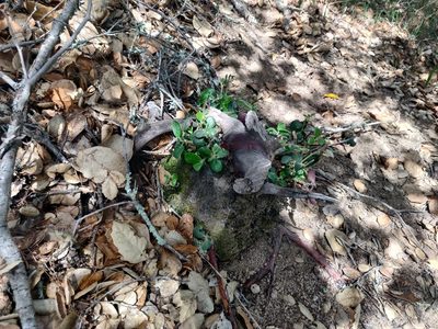 Arctostaphylos crustacea, photographed by Alexander Wentworth