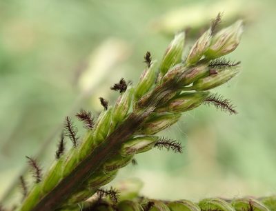 Paspalum dilatatum, photographed by Saryu Mae 前 朝琉