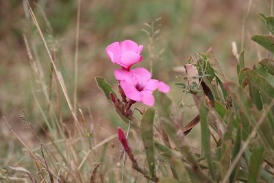 Adenium swazicum