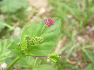 Boerhavia diffusa, photographed by Paolo Co