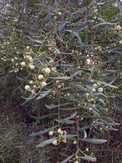 Acacia salicina, photographed by insiderelic