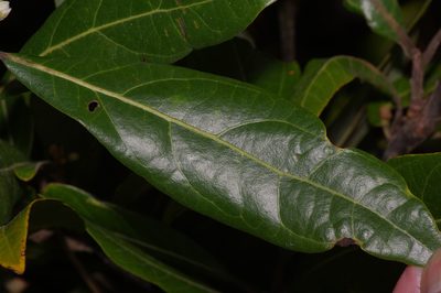Persea palustris, photographed by Michelle W. （鍾偉瑋）