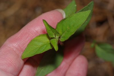 Pycnanthemum muticum, photographed by Michelle W. （鍾偉瑋）