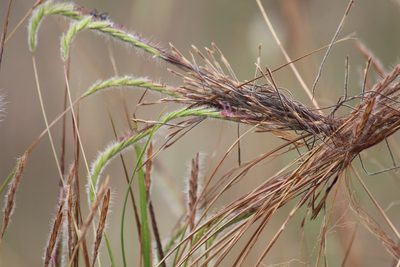 Heteropogon contortus, photographed by Noeleen du Toit