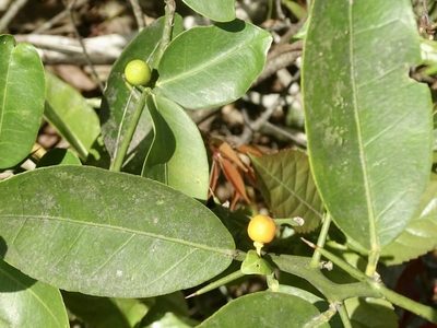 Citrus japonica, photographed by Toby Y
