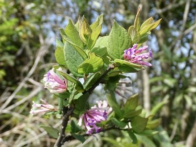 Wikstroemia monnula, photographed by Toby Y