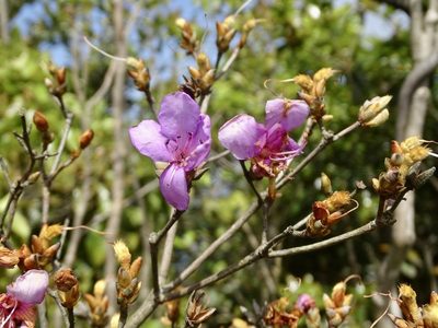 Rhododendron farrerae, photographed by Toby Y