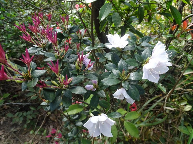 Rhododendron hongkongense, photographed by Toby Y