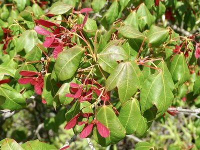 Acer tutcheri, photographed by Toby Y