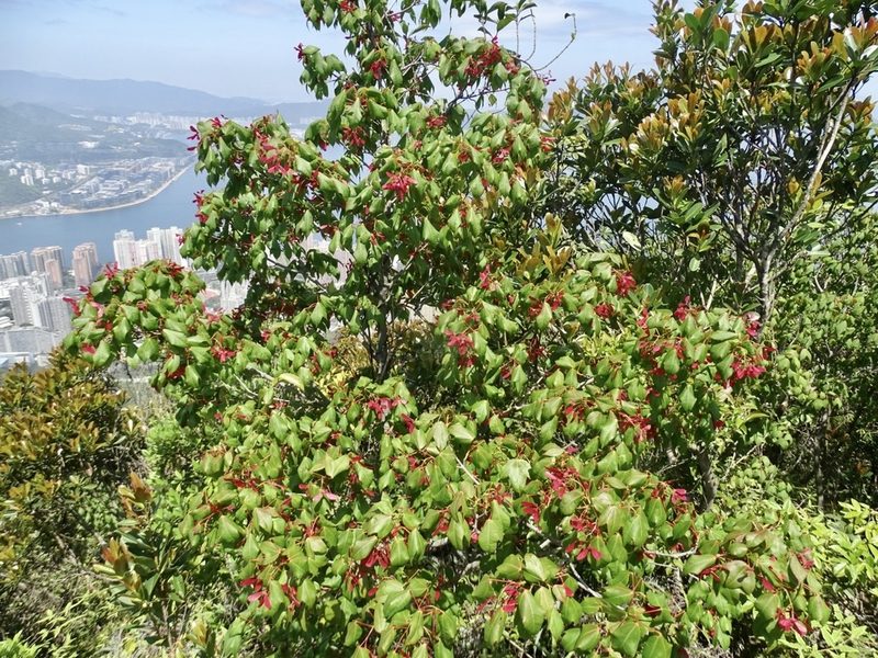 Acer tutcheri, photographed by Toby Y