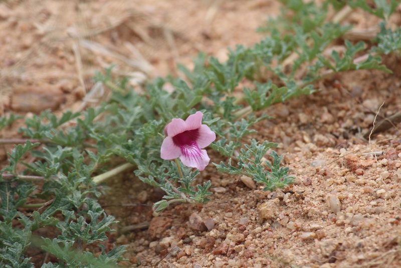 Sesamum senecioides, photographed by Noeleen du Toit