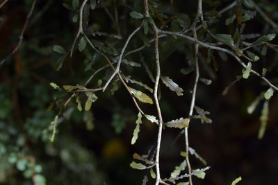 Elaeocarpus hookerianus, photographed by Christopher Stephens