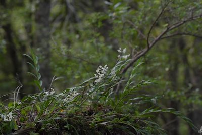 Earina autumnalis, photographed by Christopher Stephens