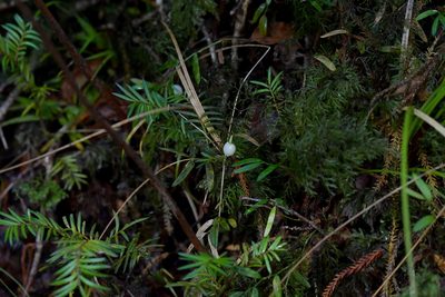Luzuriaga parviflora, photographed by Christopher Stephens