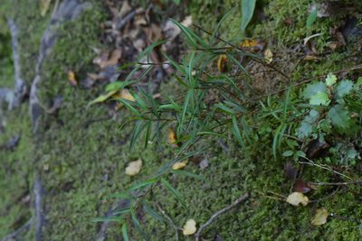 Dendrobium cunninghamii, photographed by Christopher Stephens