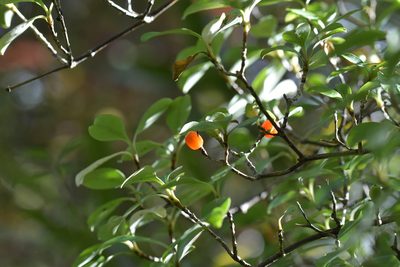Coprosma foetidissima, photographed by Christopher Stephens