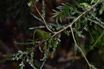 Elaeocarpus hookerianus, photographed by Christopher Stephens