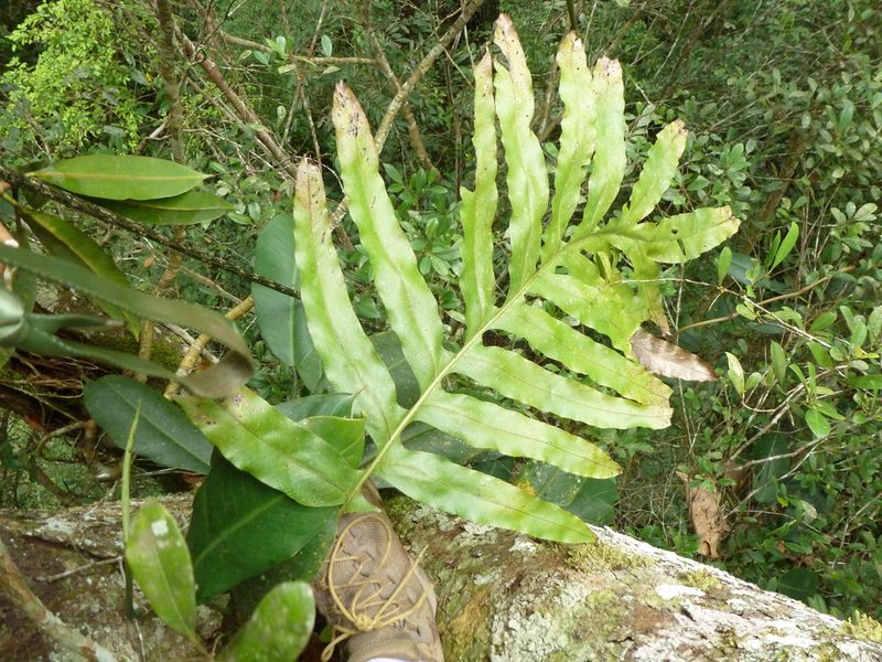 Phlebodium decumanum, photographed by fern Wildtruth