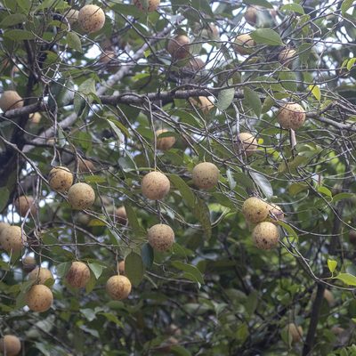 Myristica fragrans, photographed by Paulmathi Vinod