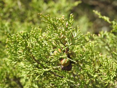 Juniperus turbinata, photographed by Duarte Frade