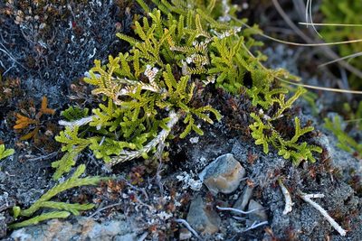Diphasium scariosum, photographed by Christopher Stephens