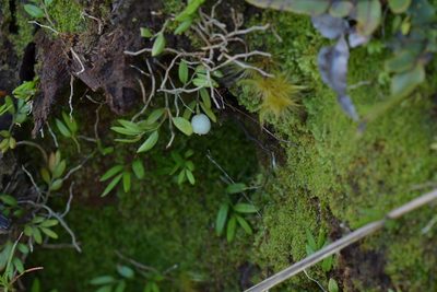 Luzuriaga parviflora, photographed by Christopher Stephens