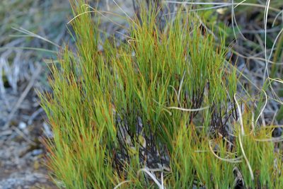Dracophyllum filifolium, photographed by Christopher Stephens