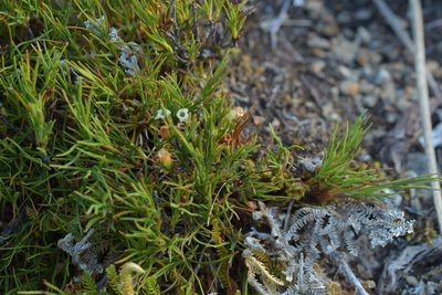 Dracophyllum rosmarinifolium, photographed by Christopher Stephens