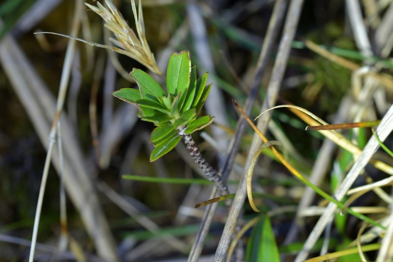 Pimelea gnidia, photographed by Christopher Stephens