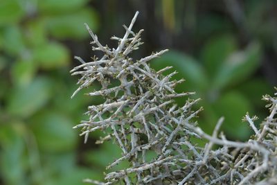 Coprosma dumosa, photographed by Christopher Stephens