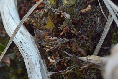 Pentachondra pumila, photographed by Christopher Stephens