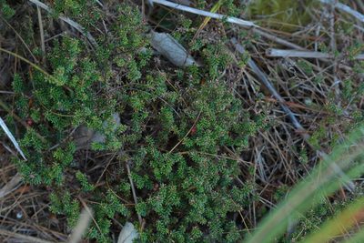 Androstoma empetrifolium, photographed by Christopher Stephens