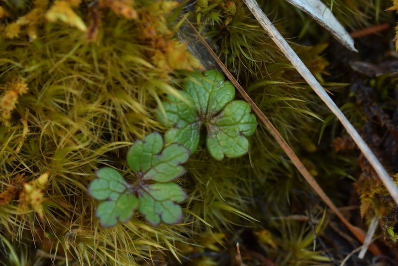 Ranunculus verticillatus, photographed by Christopher Stephens