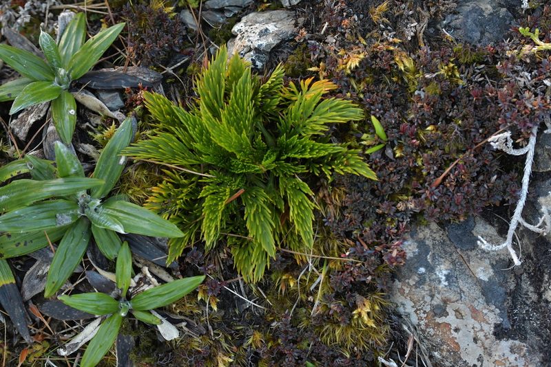 Aciphylla dissecta, photographed by Christopher Stephens