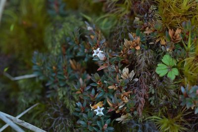 Pentachondra pumila, photographed by Christopher Stephens